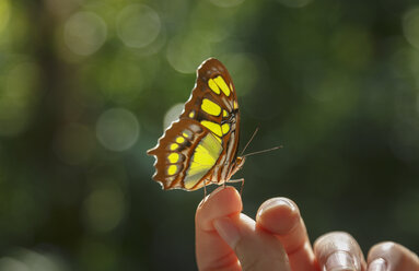 Butterfly on woman's finger - CUF26635