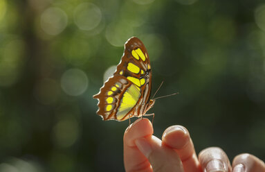 Schmetterling am Finger einer Frau - CUF26635