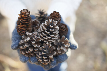 Hands of mature woman holding pine cones in forest - CUF26684