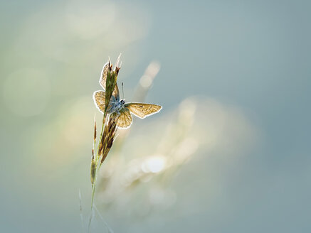 Gewöhnlicher Bläulingsfalter, Polyommatus icarus - BSTF00130