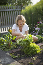 Frau erntet Kopfsalat im Garten - CUF27172