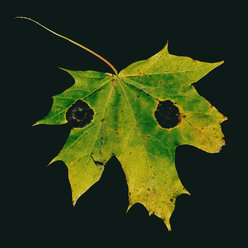 Ahornblatt, Acer pseudoplatanus, Herbstfarben - TCF05476