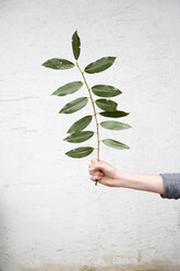 Person holding leafed twig - CUF28002