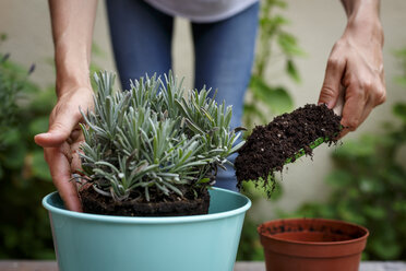 Cropped view of hands using trowel to add soil to potted plant - CUF28217