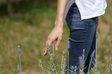 Low section of woman touching lavender plant, cropped - CUF28224