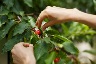 Cropped view of hands picking cherry from cherry tree - CUF28228