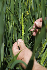 Close up of male farmers hand examining ear of wheat in field - CUF28233