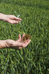 Männliche Landwirte begutachten grüne Weizenpflanzen und Wurzeln auf dem Feld - CUF28234