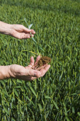 Male farmers hands examining green wheat plant and roots in field - CUF28234