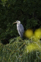 Deutschland, Graureiher, Ardea cinerea - JTF01008