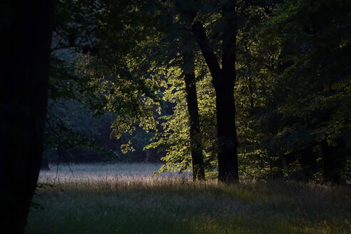 Deutschland, Waldlichtung im Abendlicht - JTF01009