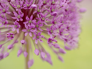 Großer lila-violetter kugelförmiger Lauch, Allium hollandicum - BSTF00132