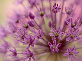 Großer lila-violetter kugelförmiger Lauch, Allium hollandicum - BSTF00133