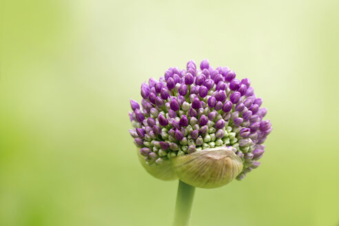 Großer lila-violetter kugelförmiger Lauch, Allium hollandicum - BSTF00134