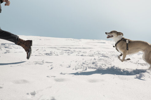 Mann spielt mit Hund im Winter, läuft im Schnee - REAF00269