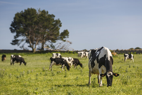 Herde friesischer Kühe auf der Weide, lizenzfreies Stockfoto