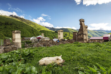 Georgia, Svaneti, Samegrelo-Zemo Svaneti, Ushguli, pig lying in meadow - FPF00173