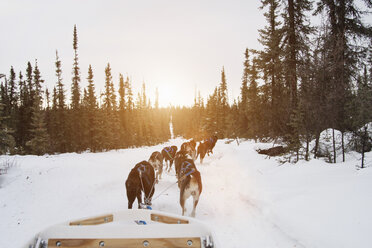 Huskies ziehen Schlitten durch Schnee, Fairbanks, Alaska - CUF28375