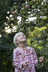 Little girl picking apple from tree - JFEF00877