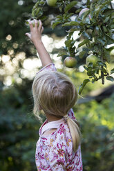 Rückenansicht eines Mädchens, das einen Apfel vom Baum pflückt - JFEF00879