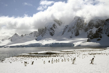 Kolonie von Eselspinguinen (Pygoscelis papua) auf Cuverville Island, Antarktis - CUF28578
