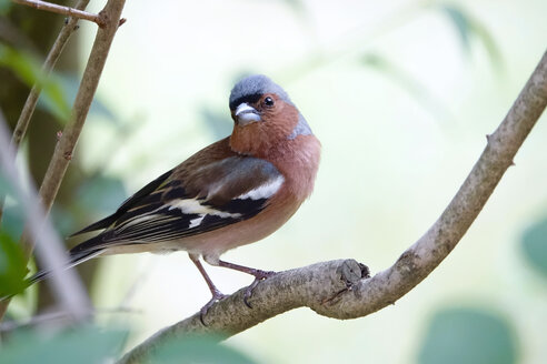 Germany, Chaffinch, Fringilla coelebs - JTF01010