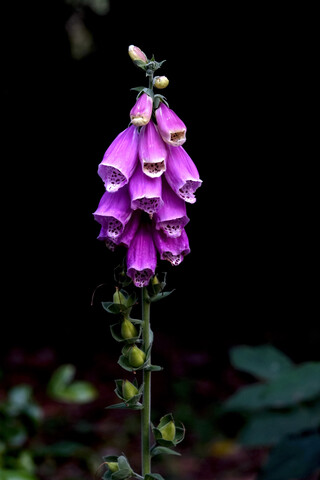 Frauenhandschuh, Digitalis purpurea, lizenzfreies Stockfoto