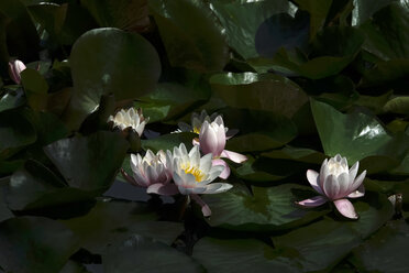 Water-Lilies - JTF01013