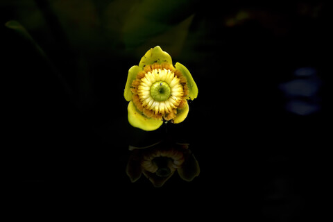Gelbe Teichlilie, Nuphar lutea, lizenzfreies Stockfoto