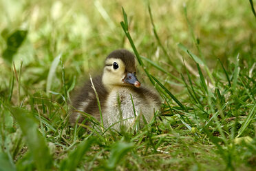 Mandarin-Ente, Küken - JTF01015