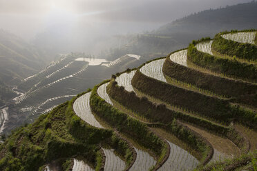 Blick von oben auf Reisfelder in den Longsheng-Terrassenfeldern, Guangxi Zhuang, China - CUF28791