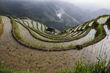 Blick von oben auf Reisfelder in den Longsheng-Terrassenfeldern, Guangxi Zhuang, China - CUF28792