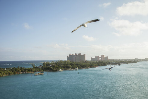 Ansicht von Möwen, die über Nassau, Bahamas, fliegen - CUF28795