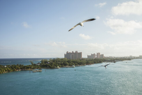 Elevated view of seagulls flying over Nassau, Bahamas - CUF28795