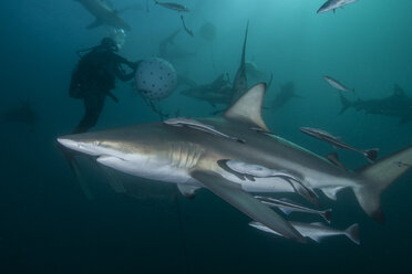 Taucher und Ozeanische Schwarzspitzenhaie (Carcharhinus limbatus) versammeln sich am Aliwal Shoal, Durban, Südafrika - CUF28810