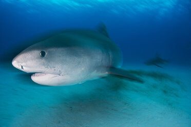 Unterwasseransicht eines großen Tigerhais (Galeocerdo cuvier), der an der Riffkante patrouilliert, Nordufer, Bahamas - CUF28811