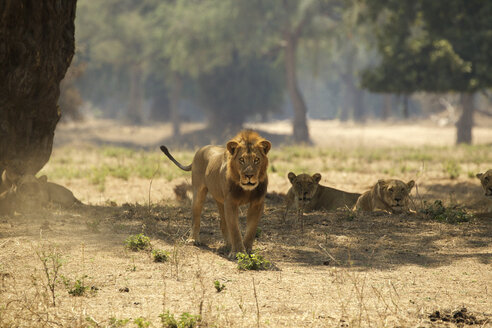 Porträt eines männlichen Löwen (Panthera leo), Mana Pools National Park, Simbabwe - CUF28814