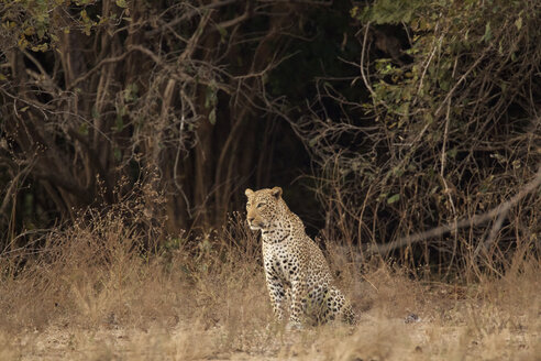 Porträt eines Leoparden (Panthera pardus), Mana Pools National Park, Simbabwe - CUF28816