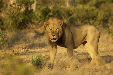 Porträt eines männlichen Löwen (Panthera leo), Mana Pools National Park, Simbabwe - CUF28817