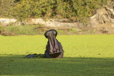 Flusspferd (Hippopotamus amphibius), Maul geöffnet, Mana Pools National Park, Simbabwe - CUF28818