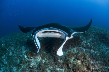 Riffmanta (Manta alfredi) schwimmt um eine Unterwasserzinne nördlich der Yucatan-Halbinsel, um von Labridenfischen von Parasiten befreit zu werden, Cabo Catoche, Quintana Roo, Mexiko - CUF28890