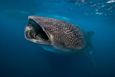 Whale shark (Rhincodon typus) feeding on plankton, Contoy Island, Quintana Roo, Mexico - CUF28891