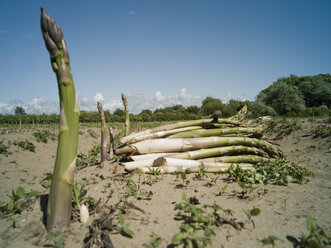 Asparagus growing in sandy field, Formby, England - CUF28896