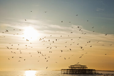 Silhouetted view of seagulls flying over Brighton pier, Brighton, Sussex, UK - CUF28931