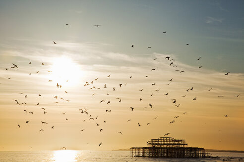 Silhouettierte Ansicht von Möwen, die über Brighton Pier fliegen, Brighton, Sussex, UK - CUF28931