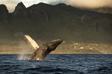 Humpback whale jumping out of water, Kauai island, Hawaii islands, USA - CUF29013