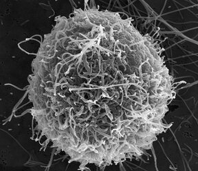 Filamentöse Ebola-Viruspartikel, die aus einer chronisch infizierten VERO E6-Zelle austreten - CUF29016