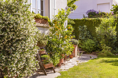 Germany, Stuttgart, potted plants in front of house - WDF04682