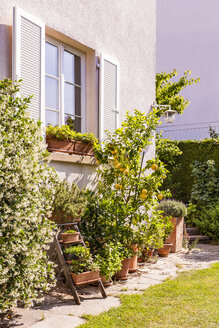 Germany, Stuttgart, potted plants in front of house - WDF04683