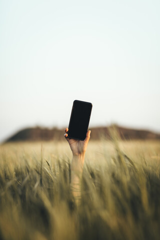 Hand, die aus dem Maisfeld herausragt und ein Smartphone hält, lizenzfreies Stockfoto
